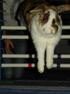 En kanin som håller på att hoppa över ett hinder